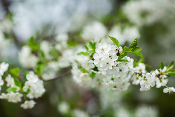 Garden in spring time. Closeup view of cherry or apple blossom. Little green leaves and white flowers of cherry tree. Concept of beautiful background. Horizontal wallpaper