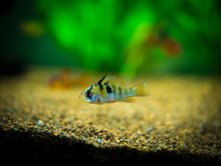 ram cichlid (Mikrogeophagus ramirezi) in a fish tank