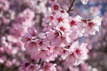 Flowering almond branches in the garden, background, blur.