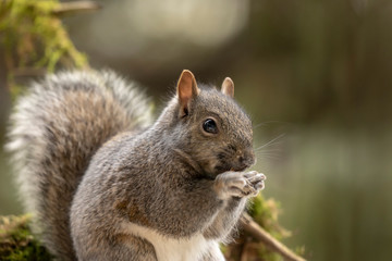 Naklejka na ściany i meble Eastern gray squirrel, known as the grey squirrel is native animal to eastern North America