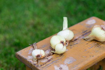 onion and garlic on wooden board
