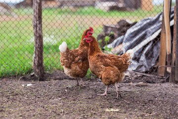 Free range brown chickens