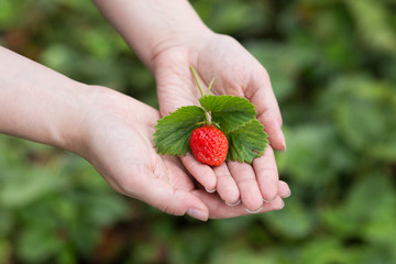 raspberries in hands
