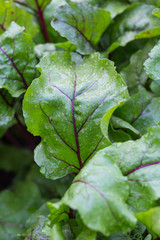 green leaf with drops