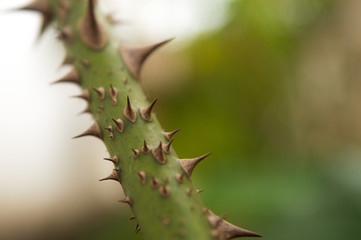 Thorns on a branch of roses. Green thorny branch. Sharp thorns.