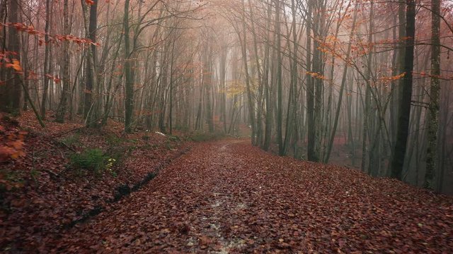 Slow flight along magical fairytale fall season forest road with mystic light and trees. Drone shot.