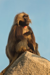 The Gelada Baboon. (Theropithecus Gelada).