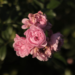 pink rose high angle closeup