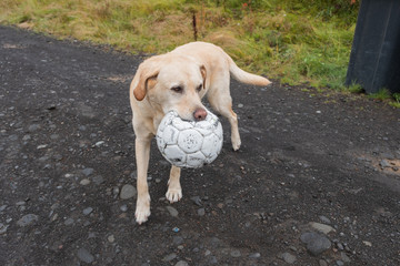 Dog play with big ball at the base of Laugarvatn, near the city of Reykjavik - Iceland. September 2019