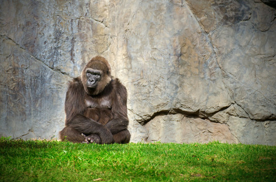 A calm stoic large male gorilla sitting calmly in the grass in front of a stone wall as he gazes off into the distance