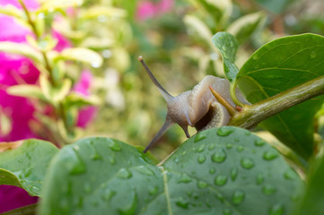 Snail on the greenery in the garden on a sunny summer morning.