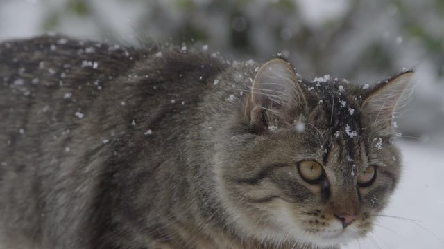 Slow motion, close up, DOF cute brown tabby cat explores the snowy backyard during a snowstorm