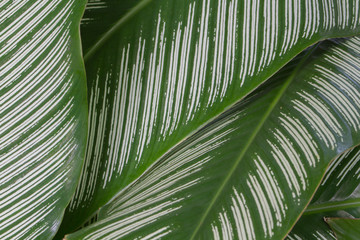 Fototapeta premium Feuille verte avec des traits blanc, au jardin de balata