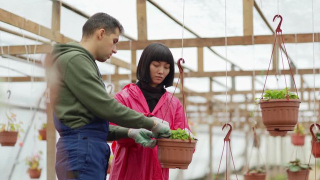 Tilt down shot side view of two young diverse gardeners, Caucasian man and Asian woman in uniform and gloves caring for potted plant and talking in glasshouse garden