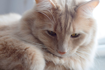 Close up of elegant orange cat with nose hair and whiskers, Montreal, Canada