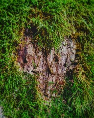 moss on tree