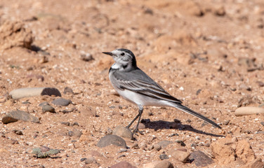 bird on the beach