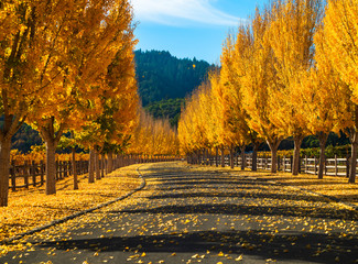 Fototapeta na wymiar Road of Gold Ginkgo Trees in Fall