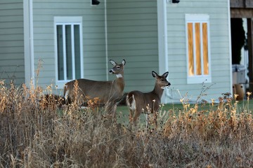 White tailed deer, doe and fawn near city park in Wisconsin