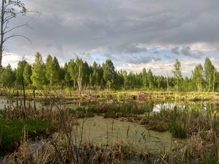 reeds in lake