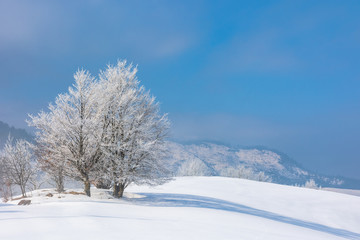 Fototapeta na wymiar bunch of trees in hoarfrost on snow covered hill. sunny morning landscape. hazy weather with blue sky. wonderful winter nature scenery of white season in carpathian mountains