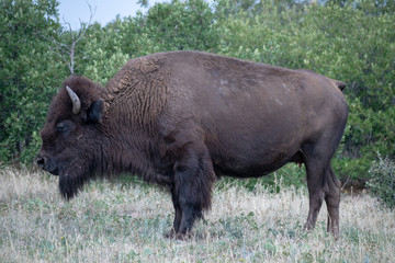 Fototapeta premium American Bison grazing for food in preparation for winter