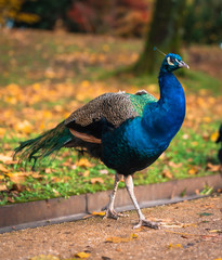 Obraz premium Peacock walking through a park in San Sebastian. Basque Country