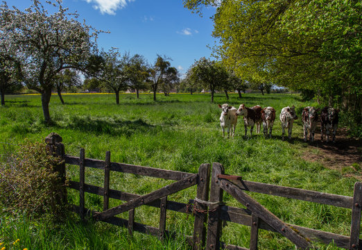 Vaches normandes, dans un champs avec des pommiers en fleur, et une barrière