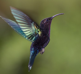 Colibri en vol, en gros plan