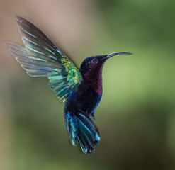 Colibri en vol, en gros plan