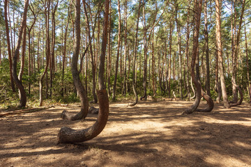 Krzywy las, park z drzewami, Polska © danielszura