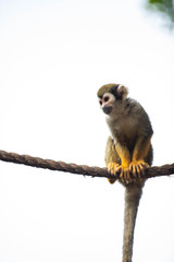 Young Squirrel Monkey Playing on Rope