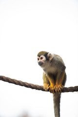 Young Squirrel Monkey Playing on Rope