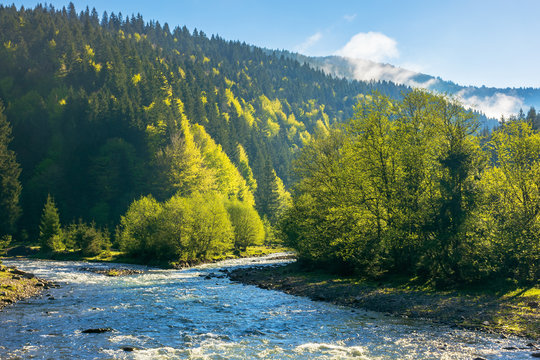 mountain river among the forest. wonderful nature scenery on a misty sunrise in springtime. waters of a rapid flow in morning light. estuary of tereblya and ozeryanka rivers