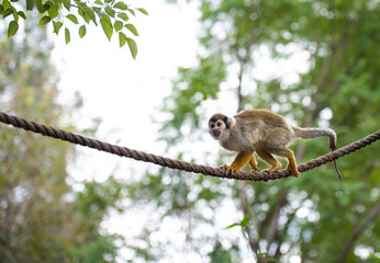 Young Squirrel Monkey Playing on Rope