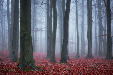 Donker bos bedekt met mist