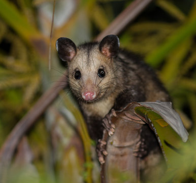 Manikou dans un manguier la nuit, dans un jardin
