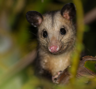 Manikou dans un manguier la nuit, dans un jardin