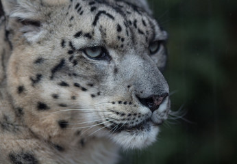 Fototapeta na wymiar Tête de léopard des neiges au jardin des plantes