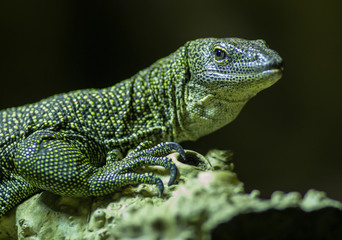 tête de varan, au jardin des plantes
