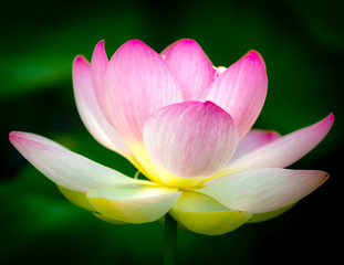 Fototapeta premium pink lotus flower on dark background