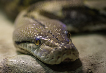 Tête de serpent du jardin des plantes, en gros plan