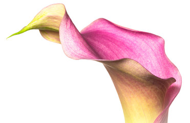 pink calla lily on white background