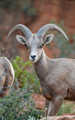 Bighorn Sheep 