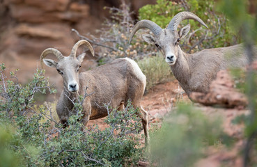 Bighorn Sheep 