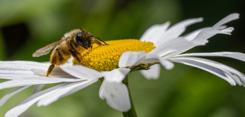 vue panoramique d'une abeille butinant une marguerite, dans un jardin, en normandie