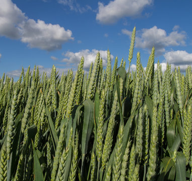champs de blé vert en normandie
