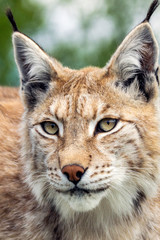 Closeup and detailed animal wildlife portrait of a beautiful eurasian lynx (lynx lynx, felis lynx), outdoors in the wilderness. Eye contact and close encounter, Vertical crop.