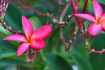 Plumeria