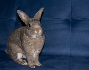 Home Rabbit sit straight on a sofa